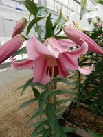 [5548 PO51 Provecho No02.JPG]